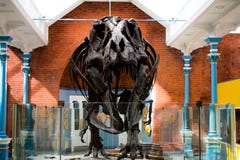 A tyrannosaurus rex skeleton royalty free stock image A tyrannosaurus rex skeleton royalty free stock image