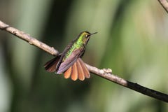 Tyrian Metaltail. (Metallura tyrianthina) in Yanacocha resorve,Ecuador royalty free stock images Tyrian Metaltail. (Metallura tyrianthina) in Yanacocha resorve,Ecuador royalty free stock images