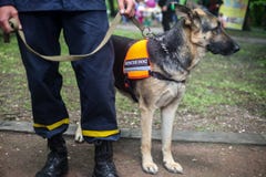 Tysk herde för räddningsaktionhund med en räddare i gatan arkivfoto Tysk herde för räddningsaktionhund med en räddare i gatan arkivfoto