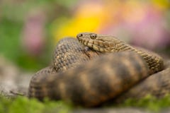 Tärningen slingrar Natrixtessellata i Tjeckien royaltyfri fotografi Tärningen slingrar Natrixtessellata i Tjeckien royaltyfri fotografi