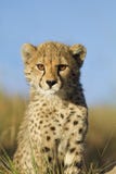 tät gröngöling för cheetah upp arkivbild tät gröngöling för cheetah upp arkivbild