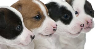 tät stålarvalprussell terrier upp royaltyfria foton tät stålarvalprussell terrier upp royaltyfria foton
