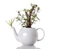 Té verde fotografía de archivo Té verde fotografía de archivo