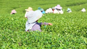 Té verde de la cosecha Té verde de la cosecha