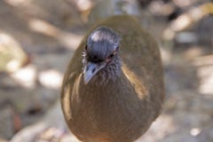 Tête d'un oiseau de Chachalaca images stock Tête d'un oiseau de Chachalaca images stock