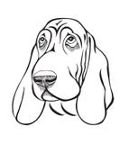 Tête de basset de race de chien Images stock Tête de basset de race de chien Images stock