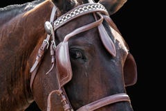 Tête de cheval dans le frein d'isolement photo libre de droits Tête de cheval dans le frein d'isolement photo libre de droits