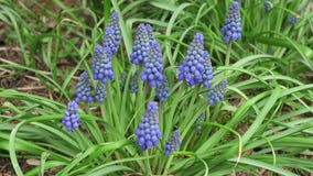 Tête de fleur de fleur bleue de fleur de jacinthe de raisin le printemps banque de vidéos Tête de fleur de fleur bleue de fleur de jacinthe de raisin le printemps banque de vidéos