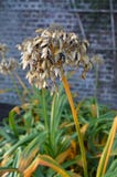 Tête de graine d'Agapanthus images stock Tête de graine d'Agapanthus images stock