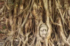 Tête de statue de Bouddha dans les racines d'arbre, Ayutthaya, Thaïlande photo stock Tête de statue de Bouddha dans les racines d'arbre, Ayutthaya, Thaïlande photo stock