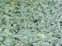 Tête de tortue dans l'herbe photographie stock Tête de tortue dans l'herbe photographie stock