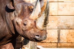 Tête noire de rhinocéros images stock Tête noire de rhinocéros images stock