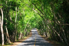 Túnel del árbol en la prohibición Krang, parque nacional de Kaeng Krachan, Phetchaburi fotografía de archivo Túnel del árbol en la prohibición Krang, parque nacional de Kaeng Krachan, Phetchaburi fotografía de archivo