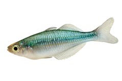 Türkis-Regenbogenfische Melanotaenia-lacustris Blau Rainbowfish stockfoto Türkis-Regenbogenfische Melanotaenia-lacustris Blau Rainbowfish stockfoto