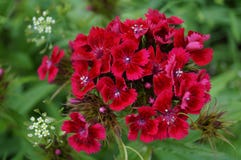 Türkischer Gartennelkenblumengarten lizenzfreie abbildung Türkischer Gartennelkenblumengarten lizenzfreie abbildung