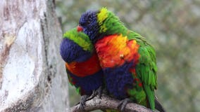 Tęczy Lorikeet para zbiory wideo Tęczy Lorikeet para zbiory wideo