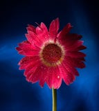 tła błękitny gerbera czerwień tła błękitny gerbera czerwień