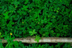 Tła i tekstury zieleni liście i niektóre żółci kwiaty Łaciaty arachid obrazy stock Tła i tekstury zieleni liście i niektóre żółci kwiaty Łaciaty arachid obrazy stock