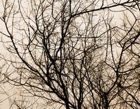 tło lasowi natury śniegu drzewa drewniani natur czarny i biały drewniani tła zdjęcia stock tło lasowi natury śniegu drzewa drewniani natur czarny i biały drewniani tła zdjęcia stock
