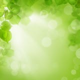 Tło zieleni liście, lato lub wiosna, zdjęcie stock Tło zieleni liście, lato lub wiosna, zdjęcie stock