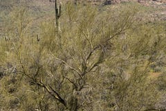 Palo Verde trees along the Cougar Trail, Superstition Mountains, Arizona stock image Palo Verde trees along the Cougar Trail, Superstition Mountains, Arizona stock image