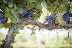 Ubriacone, acini d'uva maturi sulla vite
