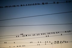 Uccelli che si affollano intorno alle linee elettriche sopraelevate alla stazione ferroviaria dell'accantonamento di Agra Fotografie Stock Libere da Diritti Uccelli che si affollano intorno alle linee elettriche sopraelevate alla stazione ferroviaria dell'accantonamento di Agra Fotografie Stock Libere da Diritti