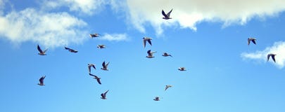 Uccelli che volano su Immagine Stock Uccelli che volano su Immagine Stock