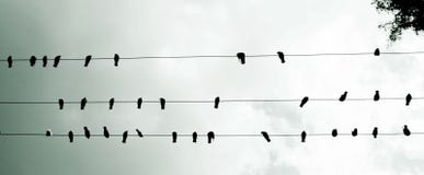 Uccelli riposati sulle linee elettriche, vista dal basso fotografia stock libera da diritti Uccelli riposati sulle linee elettriche, vista dal basso fotografia stock libera da diritti