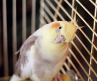 Uccello del Cockatiel in una gabbia fotografia stock libera da diritti Uccello del Cockatiel in una gabbia fotografia stock libera da diritti