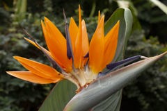 Uccello del fiore di paradiso, reginae di Strelitzia fotografia stock Uccello del fiore di paradiso, reginae di Strelitzia fotografia stock