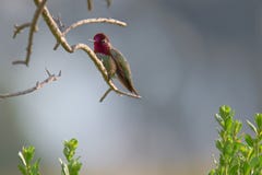 Uccello di ronzio di Allens fotografie stock libere da diritti Uccello di ronzio di Allens fotografie stock libere da diritti