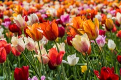 Udziały tulipany zdjęcie stock Udziały tulipany zdjęcie stock
