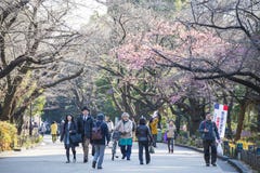 UENO, JAPÃO - 19 DE FEVEREIRO DE 2016: blo bonito de sakura ou de cereja imagens de stock UENO, JAPÃO - 19 DE FEVEREIRO DE 2016: blo bonito de sakura ou de cereja imagens de stock
