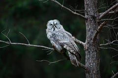 Uggla i den mörka skogen, Sverige Uggla för stora grå färger, Strixnebulosa som ner sitter på bruten trädstubbe med den gröna sko Royaltyfri Fotografi Uggla i den mörka skogen, Sverige Uggla för stora grå färger, Strixnebulosa som ner sitter på bruten trädstubbe med den gröna sko Royaltyfri Fotografi