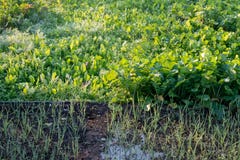 Uiradijs, daikon en spinazie het groeien in huistuin royalty-vrije stock foto Uiradijs, daikon en spinazie het groeien in huistuin royalty-vrije stock foto
