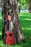 Ukulele in garden royalty free stock photography Ukulele in garden royalty free stock photography