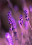 Ultra violet Lavender in violet close-up