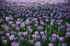 Ultra violet tulips, srgb image