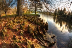 Fisheye View of Bald Cypress Roots Beside Lake stock image Fisheye View of Bald Cypress Roots Beside Lake stock image