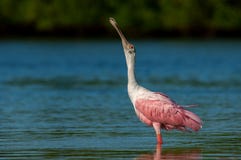Um ajaja cor-de-rosa e branco do Platalea do spoonbill róseo estica-o imagem de stock Um ajaja cor-de-rosa e branco do Platalea do spoonbill róseo estica-o imagem de stock