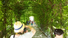 Um arco bonito da vegetação no castelo de Schönbrunn jardina em Viena com povos fotografia de stock Um arco bonito da vegetação no castelo de Schönbrunn jardina em Viena com povos fotografia de stock