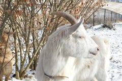 Um bode branco que dá uma opinião do perfil ao apreciar um dia de inverno em uma exploração agrícola em Wisconsin fotos de stock Um bode branco que dá uma opinião do perfil ao apreciar um dia de inverno em uma exploração agrícola em Wisconsin fotos de stock