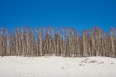 Um bosque do vidoeiro com árvores desencapadas em um monte nevado, contra um céu azul brilhante Fotos de Stock Um bosque do vidoeiro com árvores desencapadas em um monte nevado, contra um céu azul brilhante Fotos de Stock