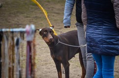 Um cachorrinho de um cachorrinho marrom do Doberman com orelhas amarradas olha questioningly em sua senhora Fadiga emocional da p fotos de stock royalty free Um cachorrinho de um cachorrinho marrom do Doberman com orelhas amarradas olha questioningly em sua senhora Fadiga emocional da p fotos de stock royalty free