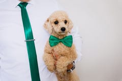 Um cachorrinho pequeno da caniche imagens de stock royalty free Um cachorrinho pequeno da caniche imagens de stock royalty free