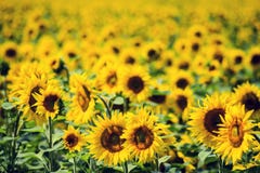 Um campo de girassóis de amadurecimento iluminou-se brilhantemente pelo sol fotografia de stock Um campo de girassóis de amadurecimento iluminou-se brilhantemente pelo sol fotografia de stock