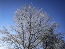 Um carvalho enorme do inverno na neve no céu azul imagem de stock royalty free Um carvalho enorme do inverno na neve no céu azul imagem de stock royalty free