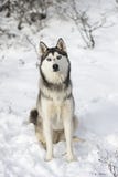 Um cão de puxar trenós curioso que senta-se na neve imagens de stock Um cão de puxar trenós curioso que senta-se na neve imagens de stock