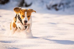 Um cão do lebreiro que corre em um campo coberto na neve imagem de stock Um cão do lebreiro que corre em um campo coberto na neve imagem de stock